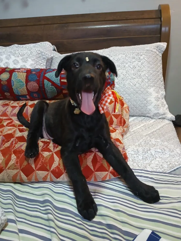 Cachorro raça SRD-ViraLata idade 2 a 6 meses nome pity