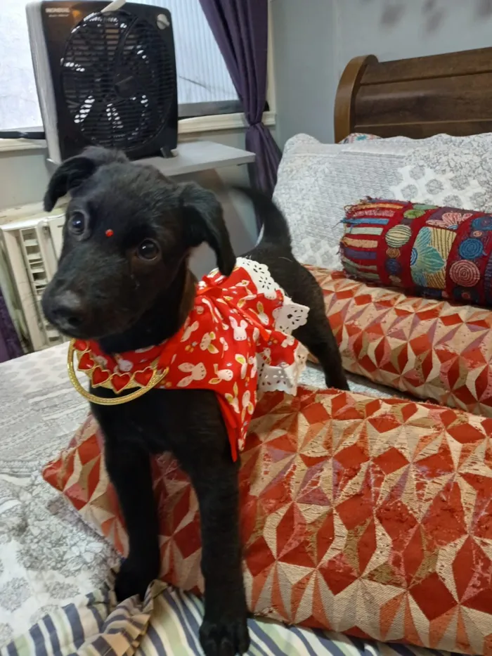 Cachorro raça SRD-ViraLata idade 2 a 6 meses nome pity