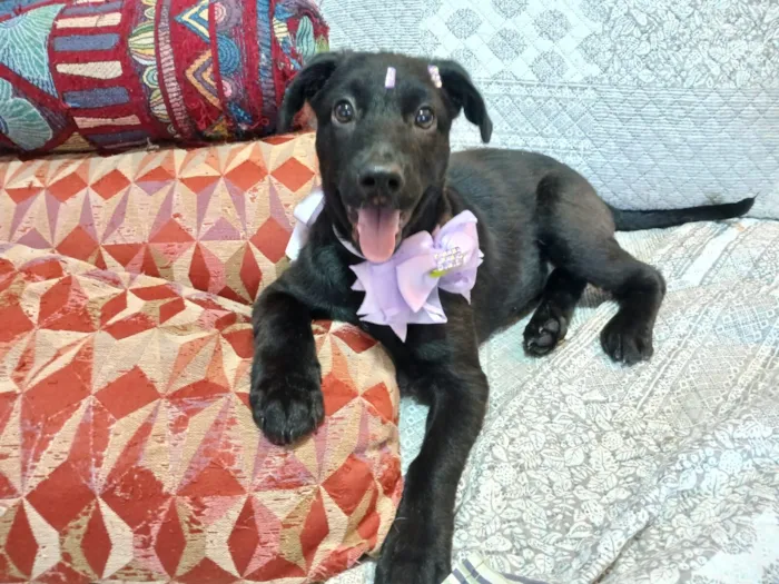 Cachorro raça SRD-ViraLata idade 2 a 6 meses nome pity