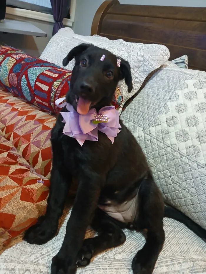 Cachorro raça SRD-ViraLata idade 2 a 6 meses nome pity