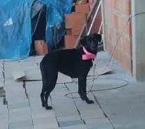 Cachorro raça SRD-ViraLata idade 1 ano nome Pretinha