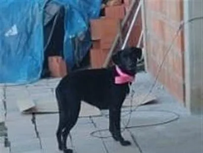 Cachorro raça SRD-ViraLata idade 1 ano nome Pretinha