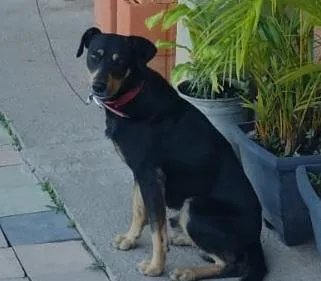 Cachorro raça SRD-ViraLata idade 1 ano nome Kiko