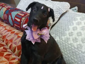 Cachorro raça SRD-ViraLata idade 2 a 6 meses nome pity