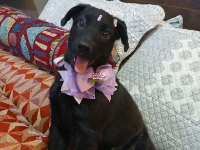 Cachorro raça SRD-ViraLata idade 2 a 6 meses nome pity