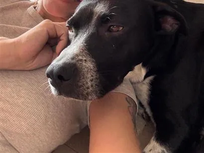 Cachorro raça SRD-ViraLata idade 2 anos nome Douglas