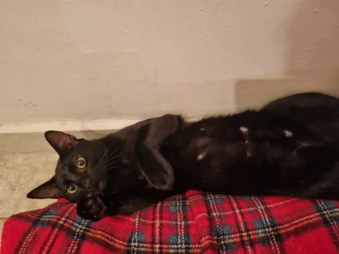 Gato raça SRD-ViraLata idade 7 a 11 meses nome Caju