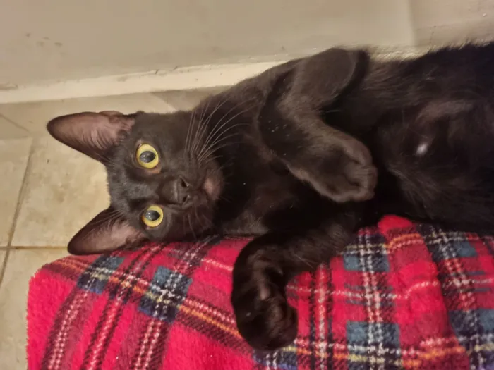 Gato raça SRD-ViraLata idade 7 a 11 meses nome Caju