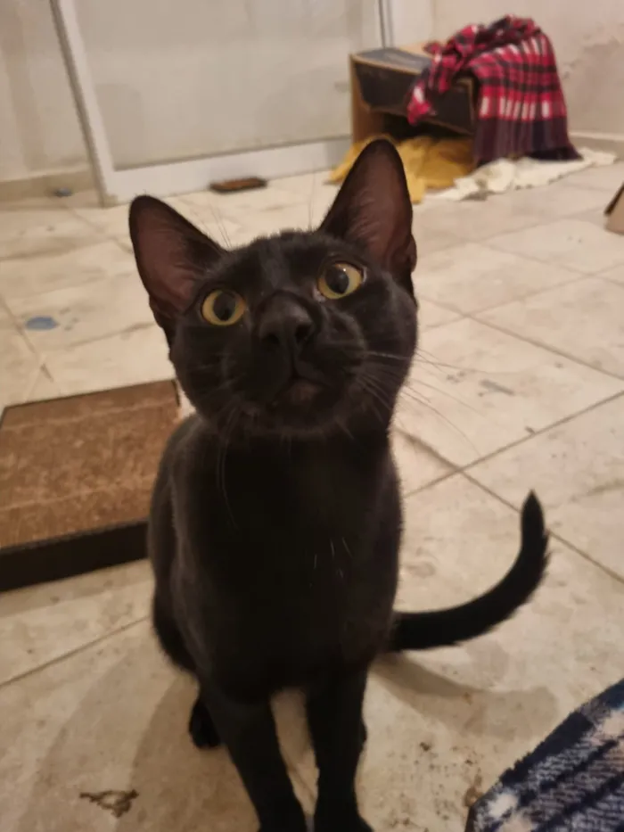 Gato raça SRD-ViraLata idade 7 a 11 meses nome Caju