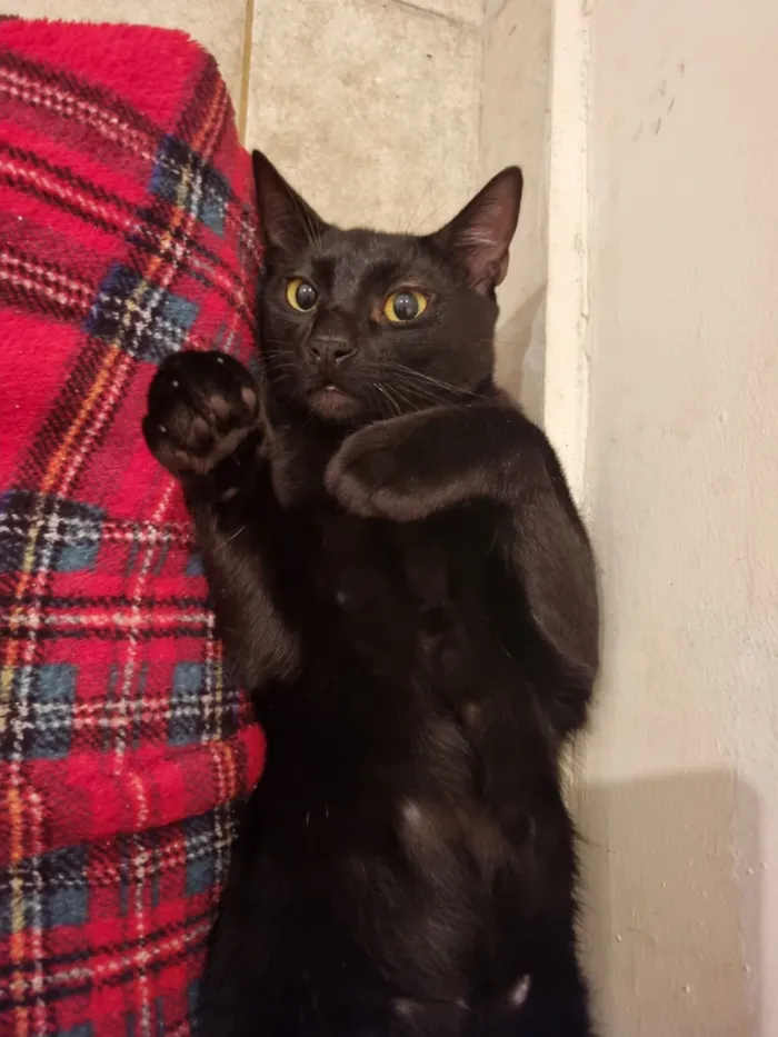 Gato raça SRD-ViraLata idade 7 a 11 meses nome Caju