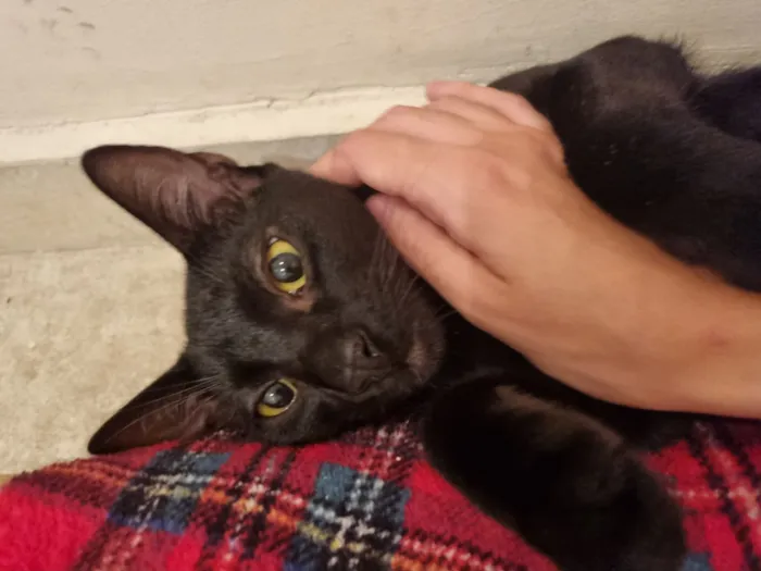 Gato raça SRD-ViraLata idade 7 a 11 meses nome Caju