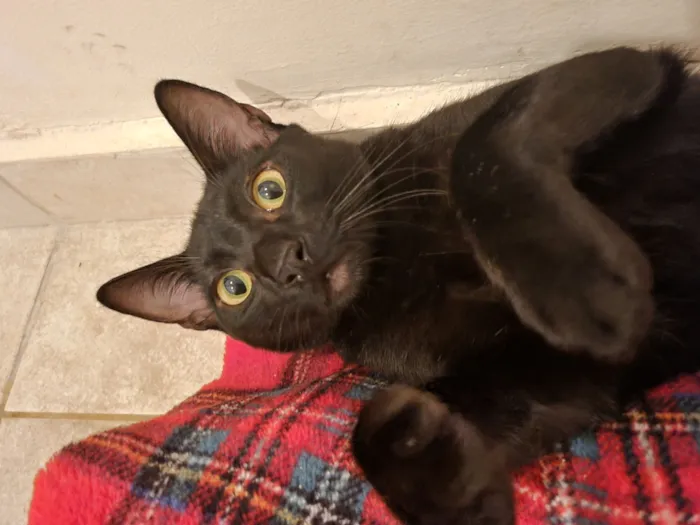 Gato raça SRD-ViraLata idade 7 a 11 meses nome Caju