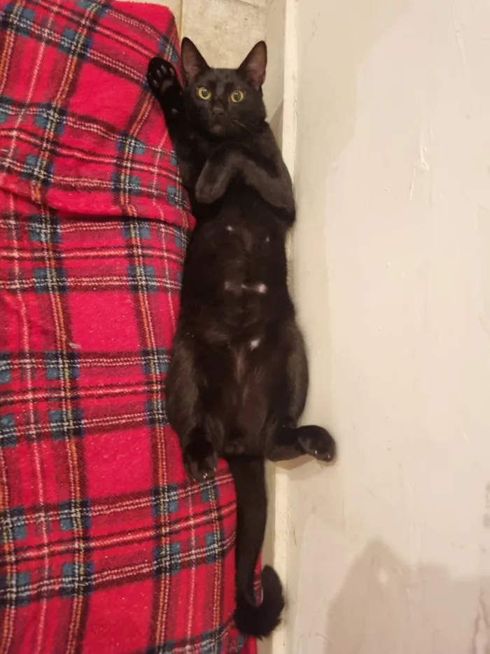 Gato raça SRD-ViraLata idade 7 a 11 meses nome Caju