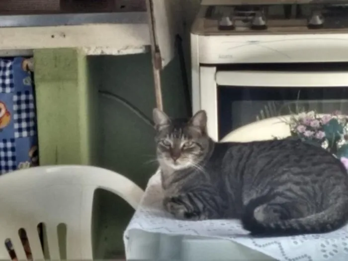 Gato raça SRD-ViraLata idade 6 ou mais anos nome Petrúquio