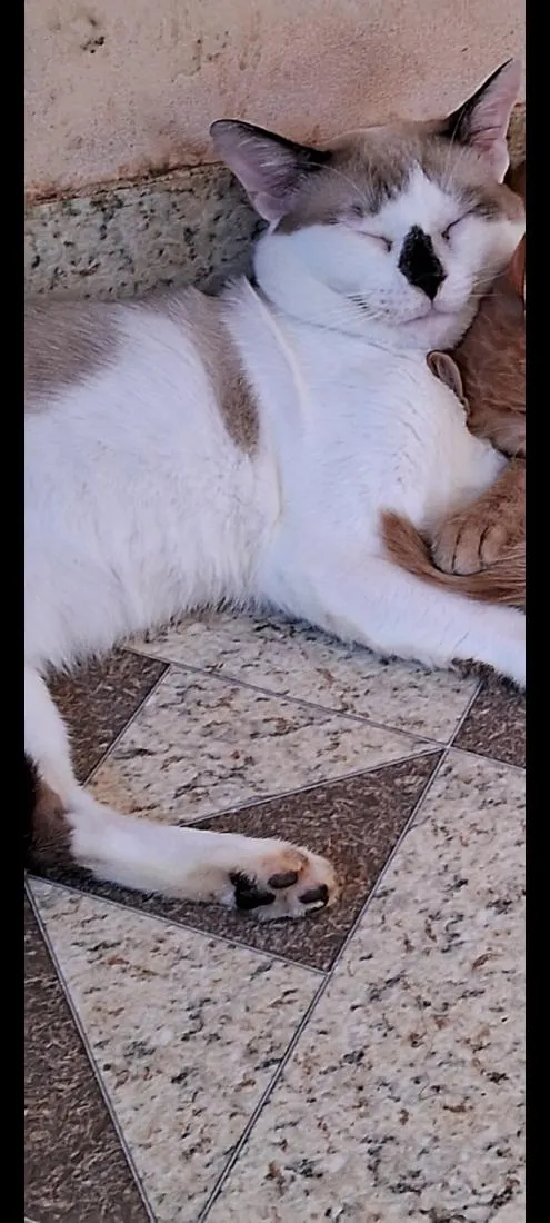 Gato raça SRD-ViraLata idade 4 anos nome sem nome