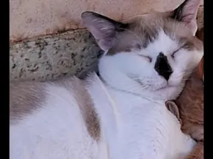 Gato raça SRD-ViraLata idade 4 anos nome sem nome