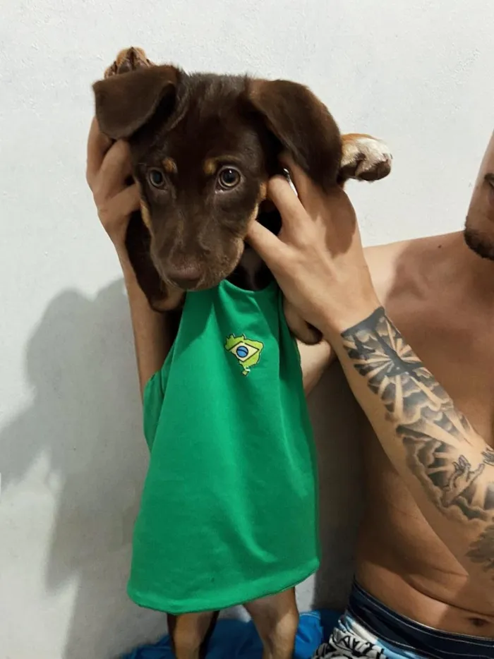 Cachorro raça SRD-ViraLata idade 2 a 6 meses nome Zaya