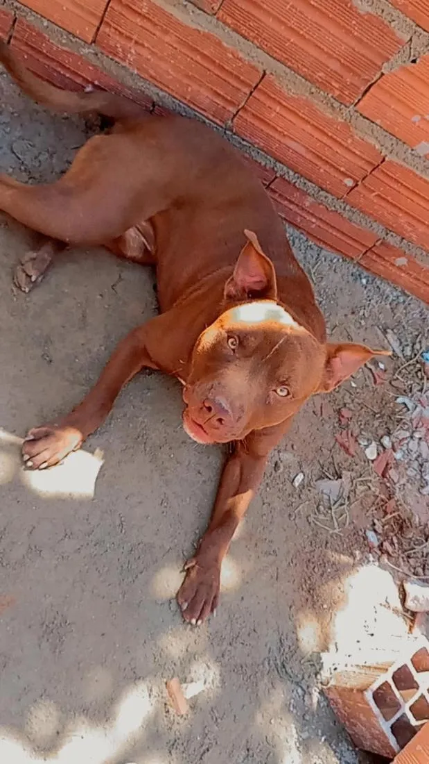 Cachorro raça Pit-Bull idade 1 ano nome Max