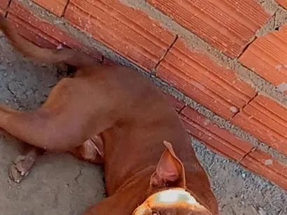 Cachorro raça Pit-Bull idade 1 ano nome Max