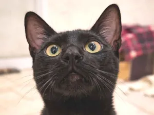 Gato raça SRD-ViraLata idade 7 a 11 meses nome Caju