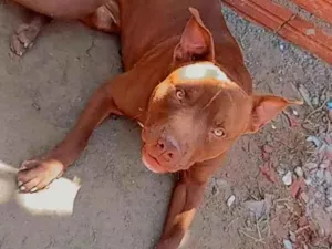 Cachorro raça Pit-Bull idade 1 ano nome Max