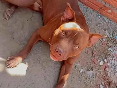 Cachorro raça Pit-Bull idade 1 ano nome Max