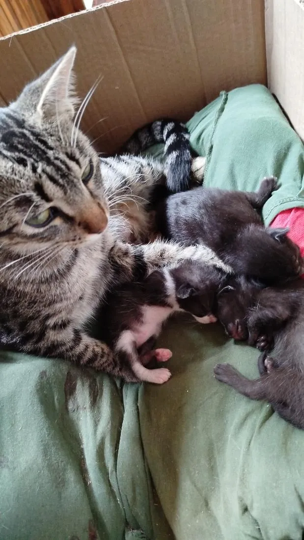 Gato raça SRD-ViraLata idade 1 ano nome Nya