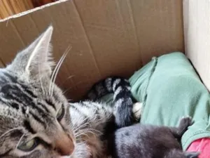 Gato raça SRD-ViraLata idade 1 ano nome Nya