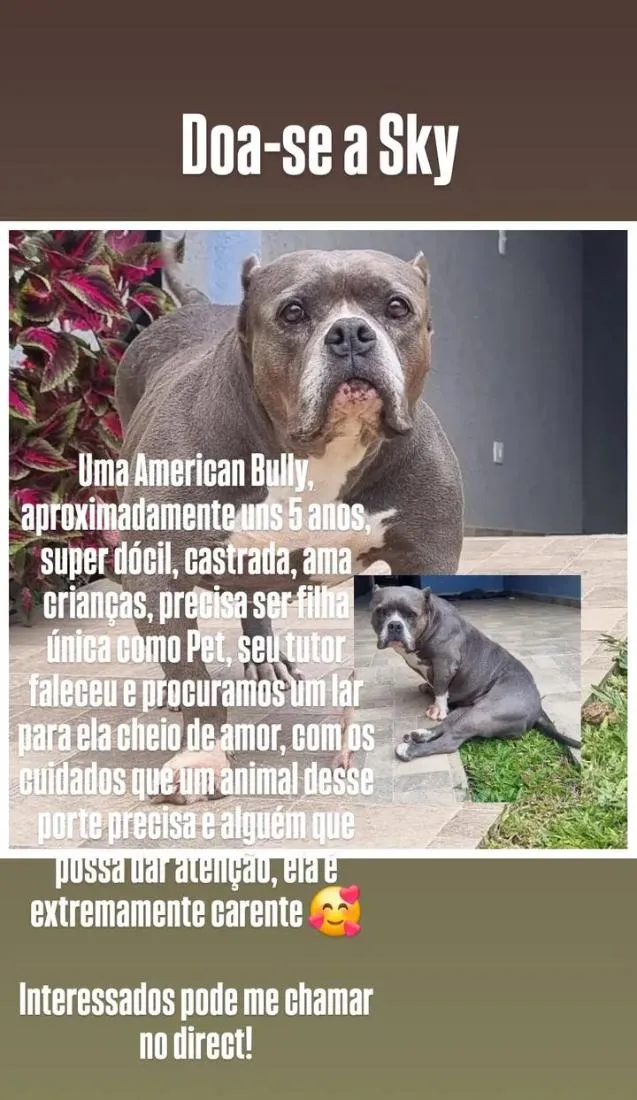 Cachorro raça Pit-Bull idade 5 anos nome Sky