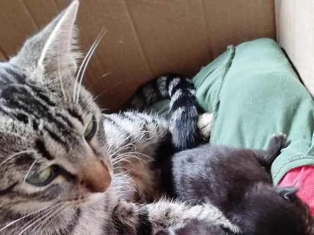 Gato raça SRD-ViraLata idade 1 ano nome Nya