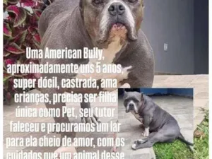 Cachorro raça Pit-Bull idade 5 anos nome Sky