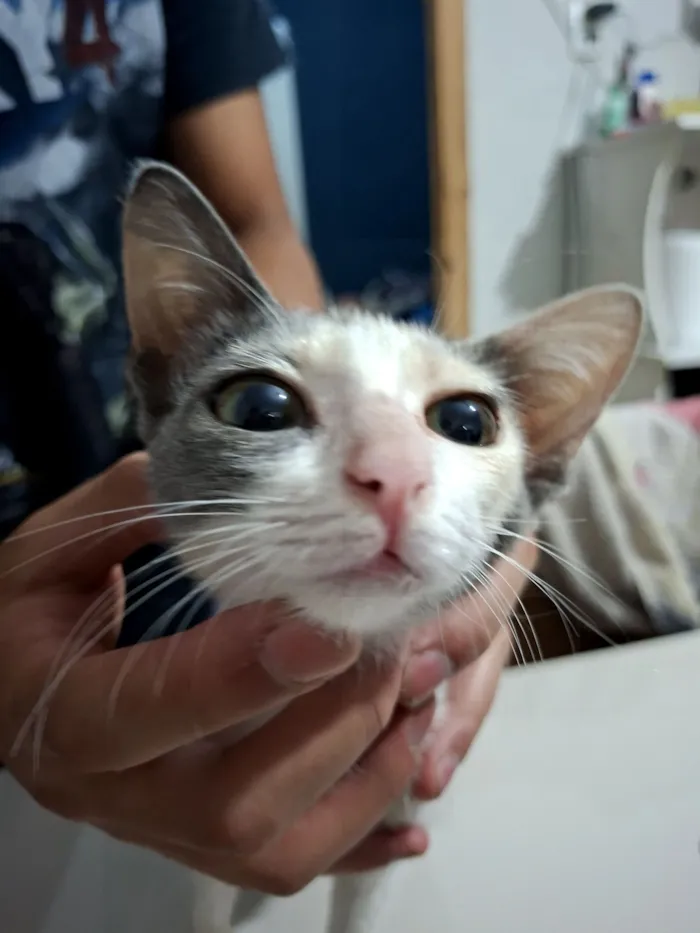 Gato raça SRD-ViraLata idade 2 a 6 meses nome Cookie