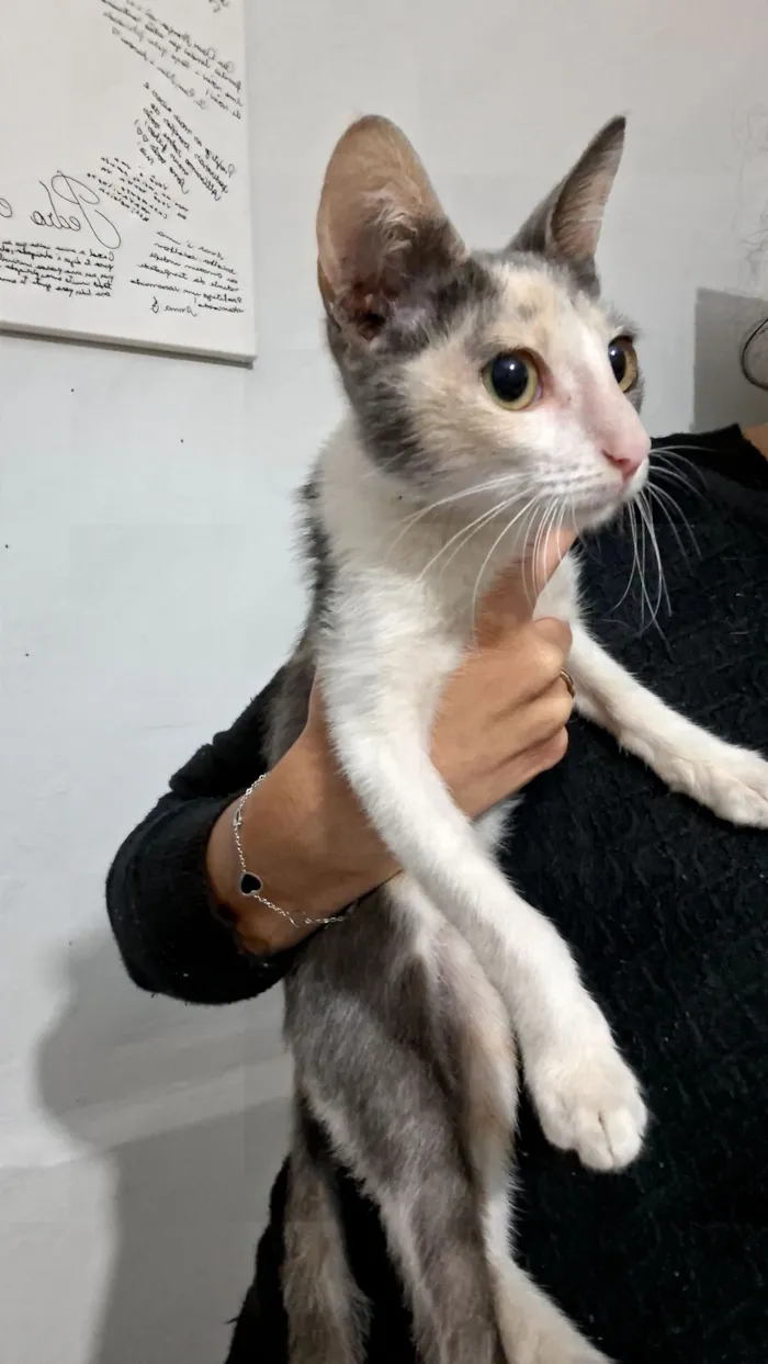 Gato raça SRD-ViraLata idade 2 a 6 meses nome Cookie