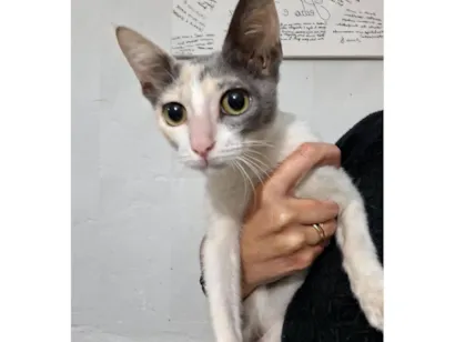 Gato raça SRD-ViraLata idade 2 a 6 meses nome Cookie