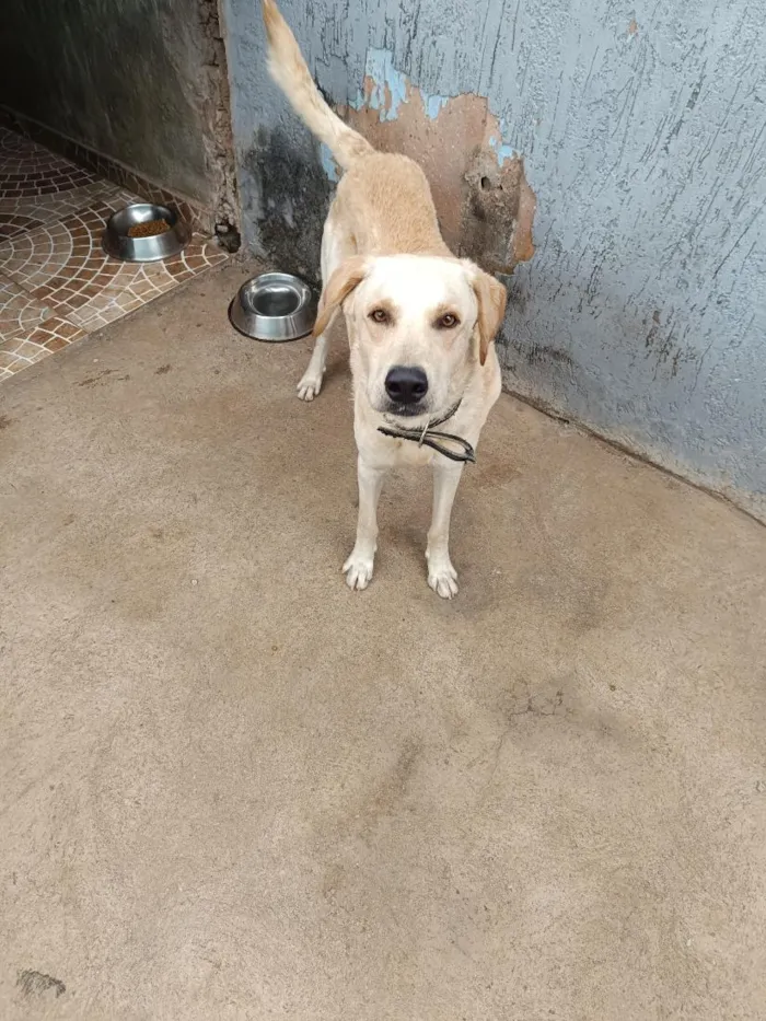 Cachorro raça SRD-ViraLata idade 1 ano nome Yuki