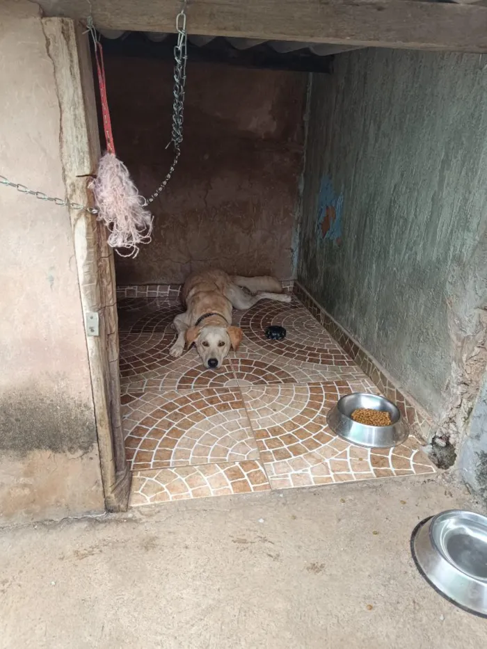 Cachorro raça SRD-ViraLata idade 1 ano nome Yuki