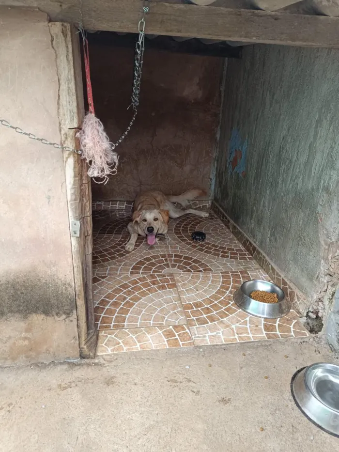 Cachorro raça SRD-ViraLata idade 1 ano nome Yuki