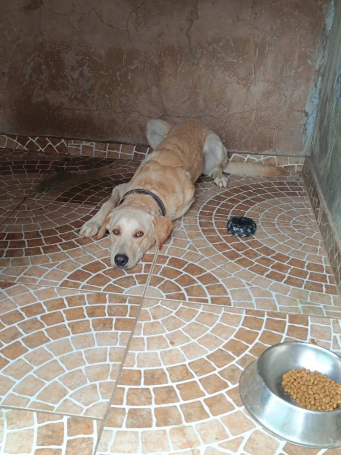 Cachorro raça SRD-ViraLata idade 1 ano nome Yuki