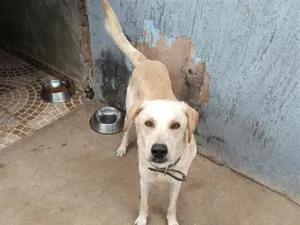 Cachorro raça SRD-ViraLata idade 1 ano nome Yuki