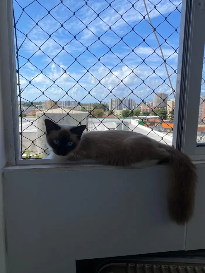 Gato raça Siamês idade 7 a 11 meses nome Fofinho