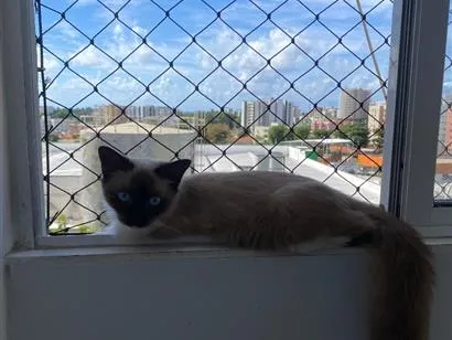 Gato raça Siamês idade 7 a 11 meses nome Fofinho