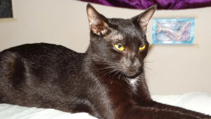 Gato raça SRD-ViraLata idade 1 ano nome Carinho