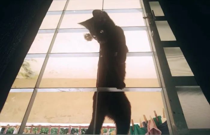 Gato raça SRD-ViraLata idade 1 ano nome Carinho