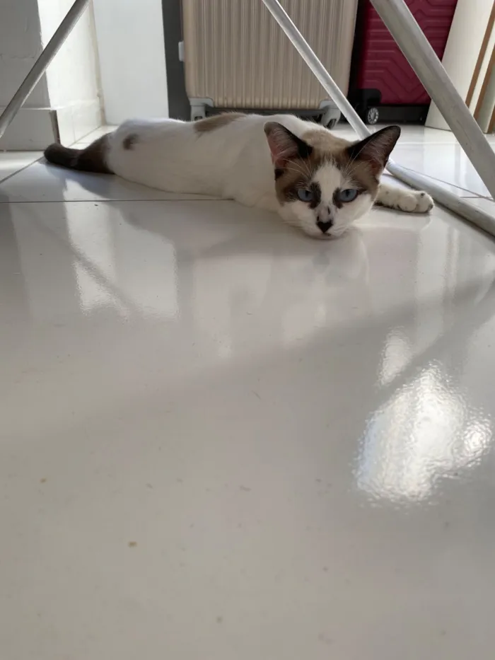 Gato raça SRD-ViraLata idade 1 ano nome Lilith