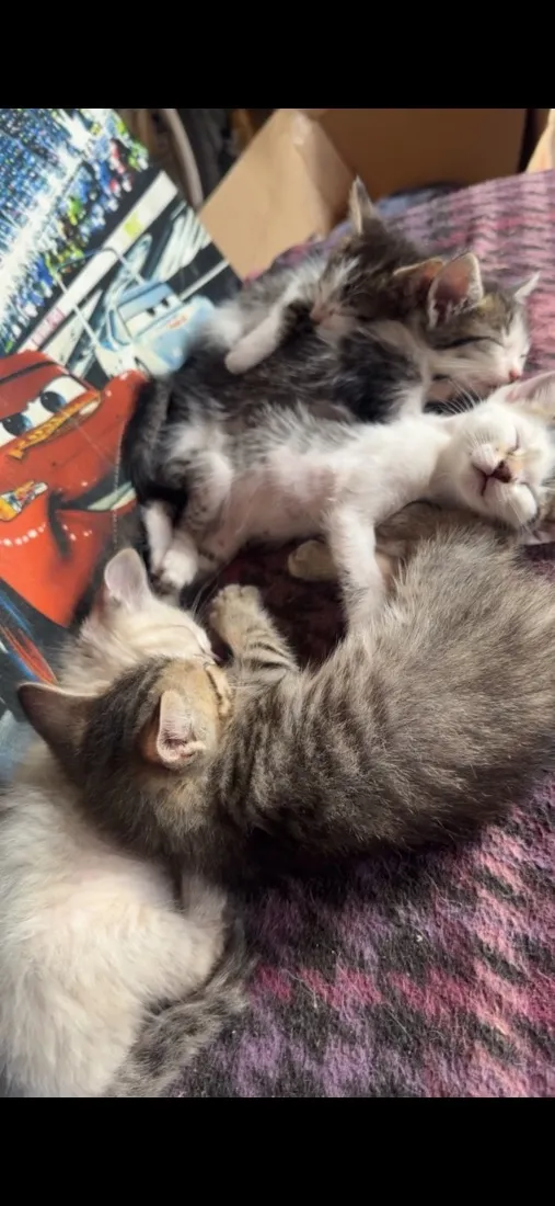 Gato raça SRD-ViraLata idade Abaixo de 2 meses nome *Sem nomes*