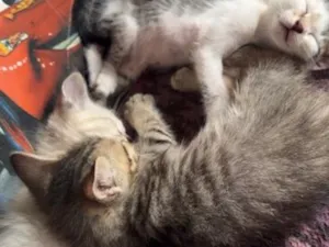 Gato raça SRD-ViraLata idade Abaixo de 2 meses nome *Sem nomes*