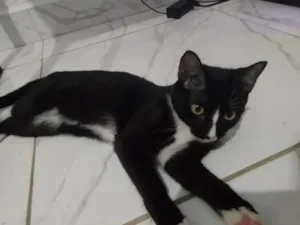 Gato raça SRD-ViraLata idade 2 a 6 meses nome Neeko