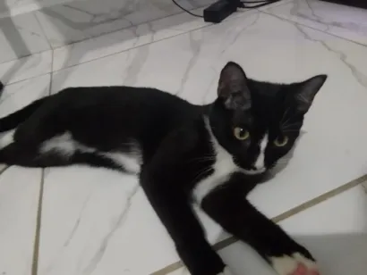 Gato raça SRD-ViraLata idade 2 a 6 meses nome Neeko