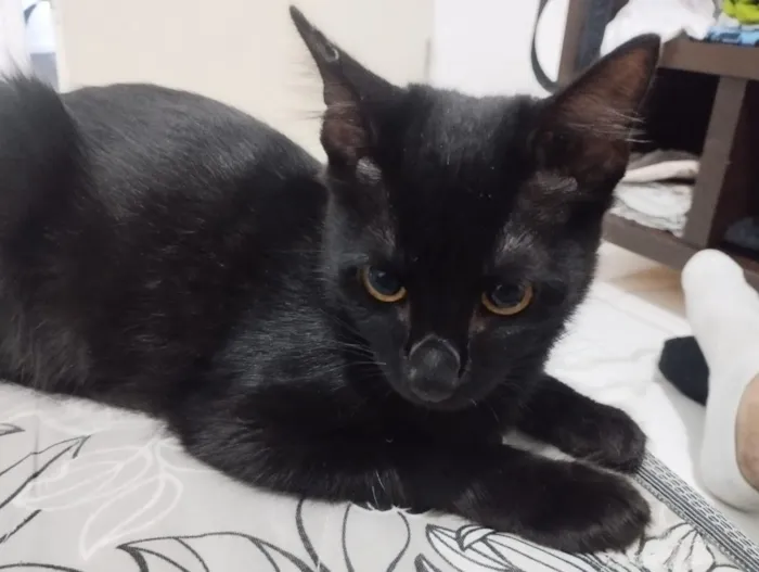 Gato raça SRD-ViraLata idade 2 a 6 meses nome Kiki