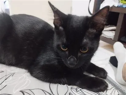 Gato raça SRD-ViraLata idade 2 a 6 meses nome Kiki